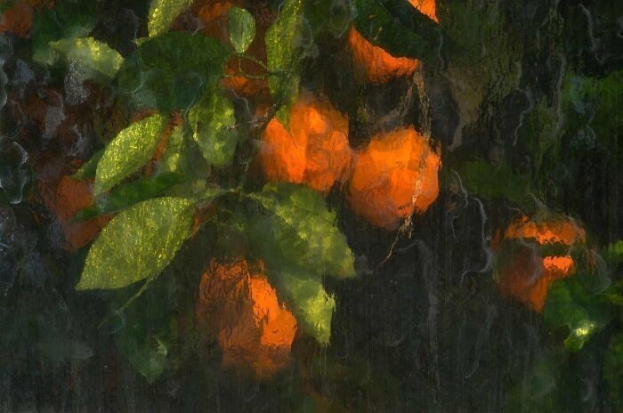Pomarańcze sfotografowane przez szklane panele szklarni
