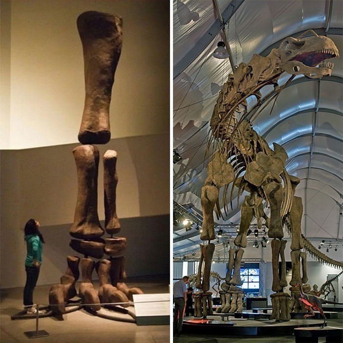 Niesamowity rozmiar nogi arentynozaura