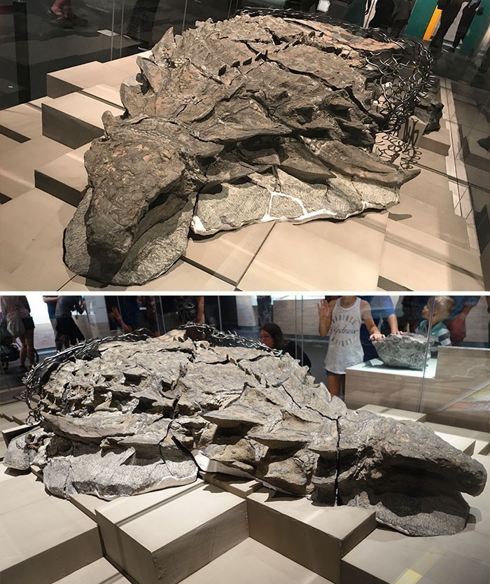 Skamielina borealopelta znaleziona w kopalni węgla to najlepiej zachowana skamielina dinozaura w historii.