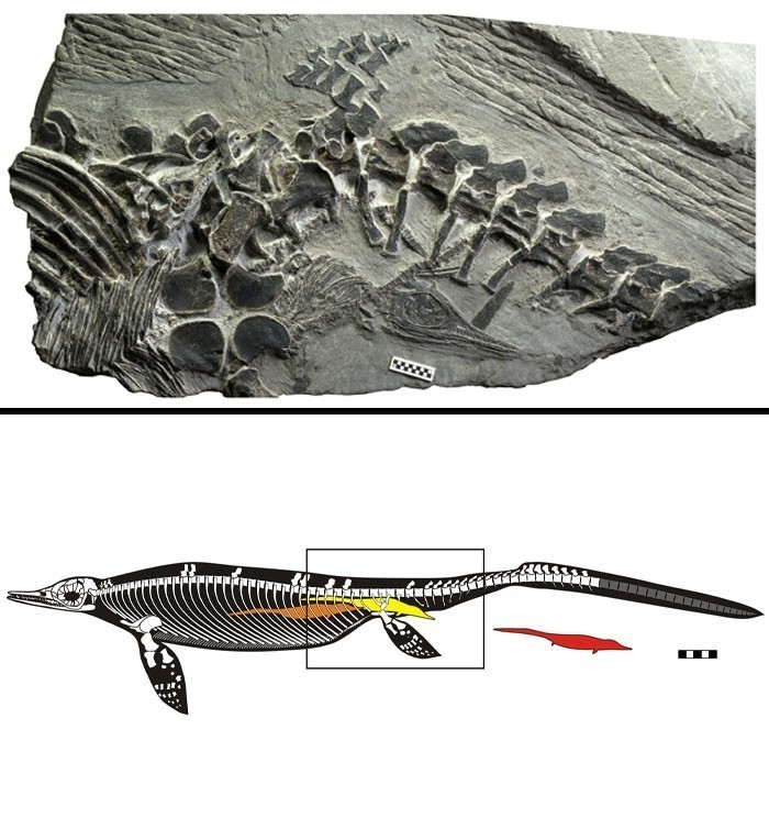 Licząca 248 milionów lat skamielina samicy czaohuzaura w trakcie rodzenia potomstwa