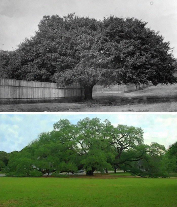 The Big Oak, Thomasville, Georgia (1895/2020)