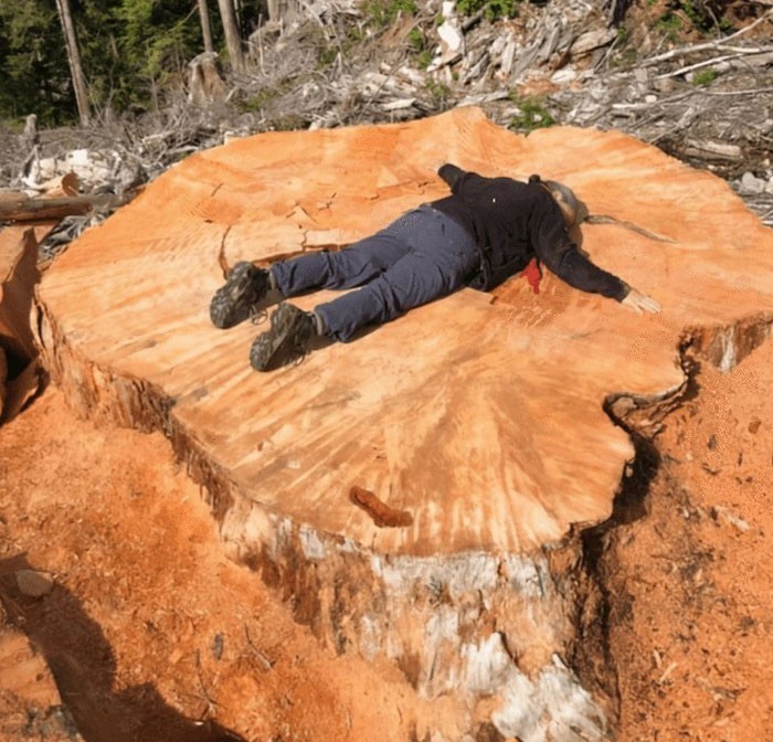 Rozmiar jednego z drzew wycinanych w Kanadzie
