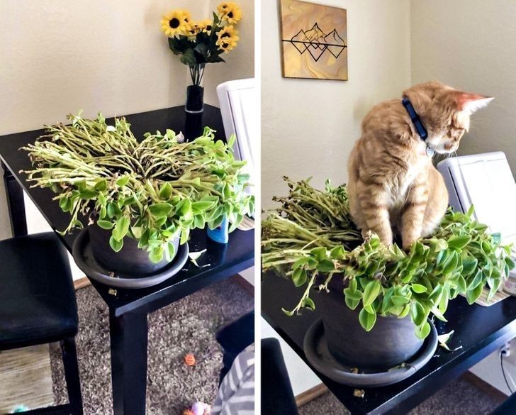 Niszczenie roślin to jego hobby.