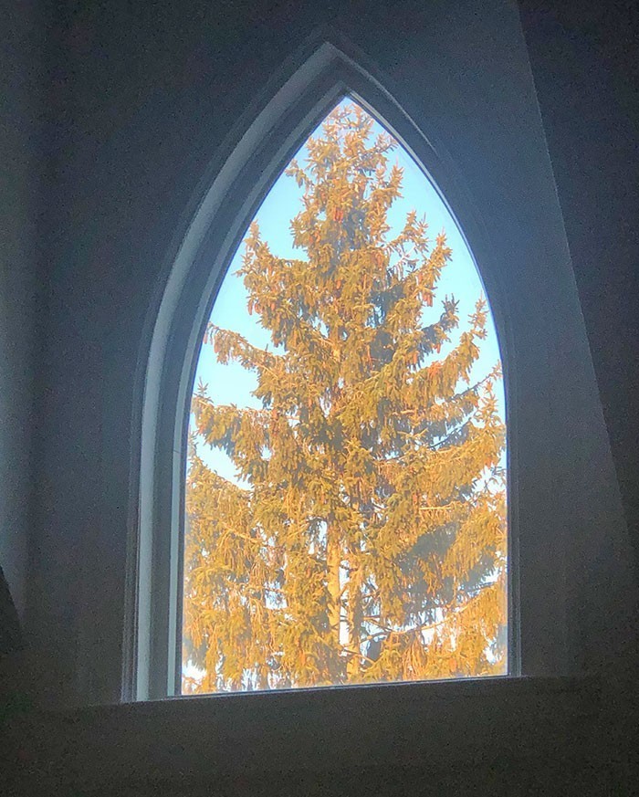 "Drzewo mojego sąsiada mieści się idealnie w moim oknie."