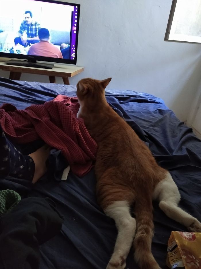 "Mój dom, moje łóżko, nie mój kot. To Max, rudzielec należący do sąsiadów. Przyszedł pooglądać u mnie telewizję."