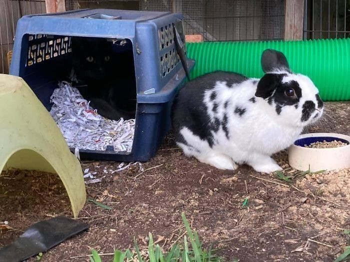 "To domek mojego królika, ale najwyraźniej ma nowego mieszkańca."