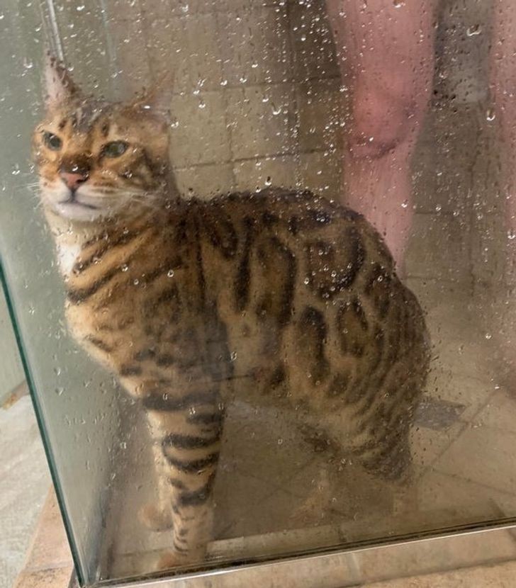 "Mój kot zwykle bierze prysznic ze mną, ale tego ranka postanowił wskoczyć do mojej narzeczonej."