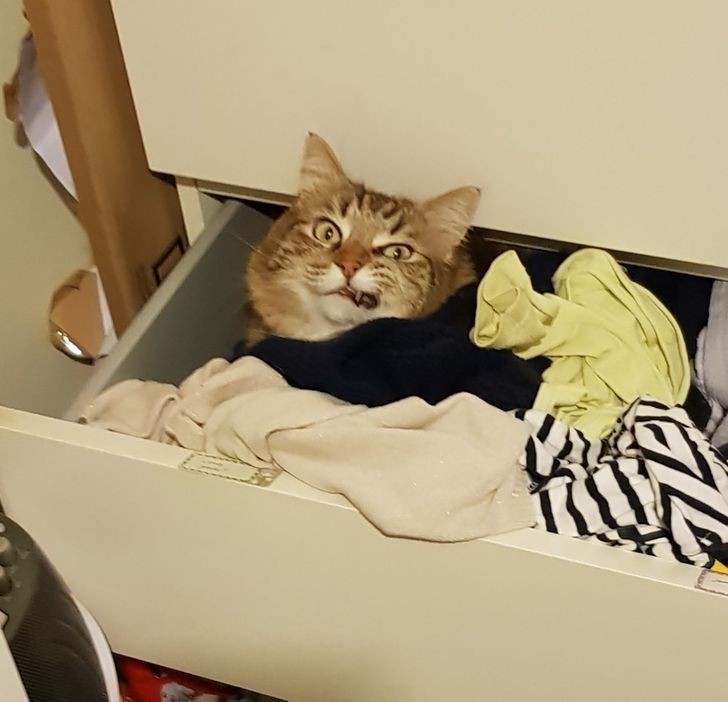"Wkurzony kot chowa się w szufladzie mojej córki."