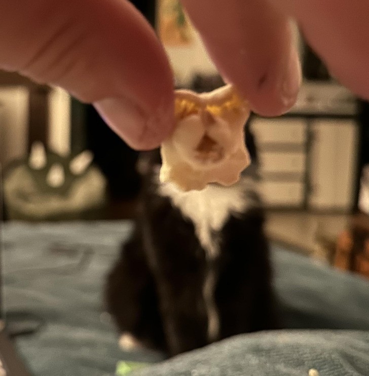 "Ten fragment popcornu jest w kształcie kota mojej dziewczyny."