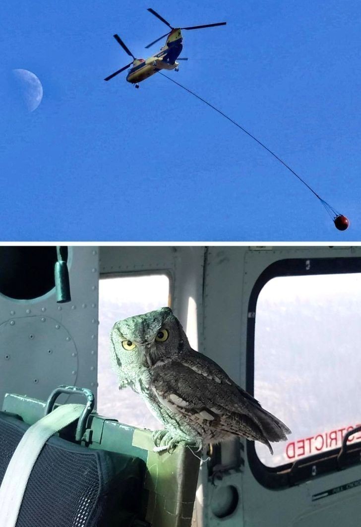 Sowa wleciała do wnętrza helikoptera walczącego z pożarami w Kalifornii.