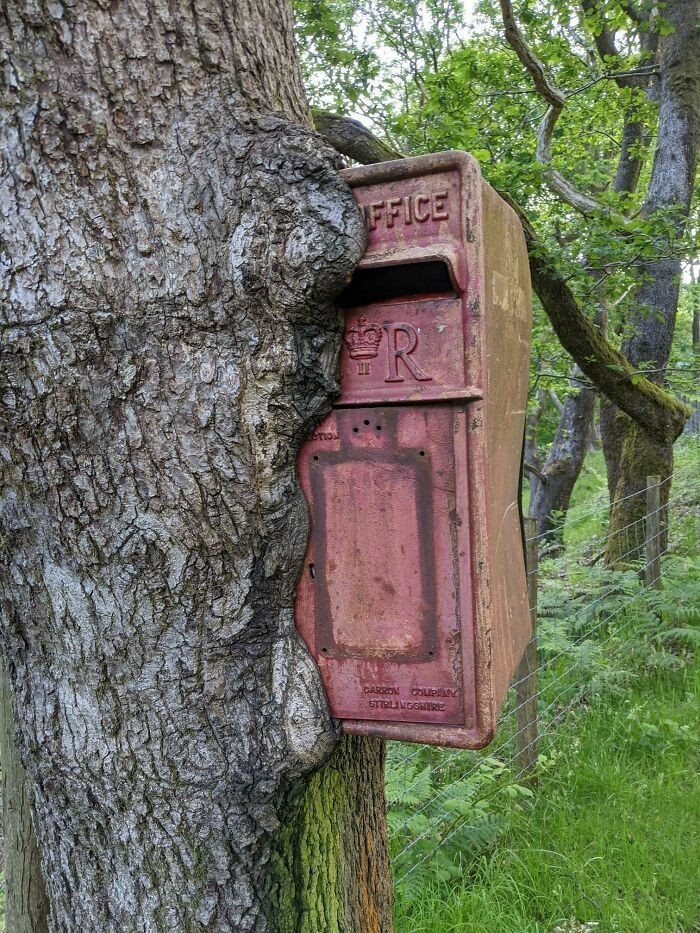 Drzewo pochłaniające skrzynkę pocztową
