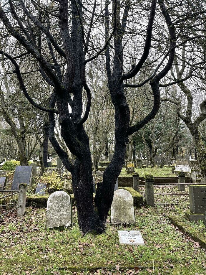 Na cmentarzu Hólavallagarður drzewa są sadzone na grobach wedle starodawnej nordyckiej tradycji. Dotknięcie drzewa ma pozwolić nam na duchowy kontakt ze zmarłymi.