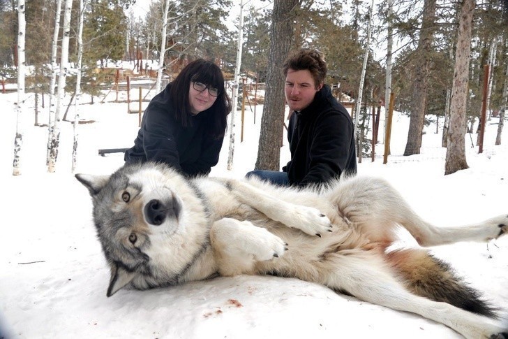 "Mój chłopak i ja zrobiliśmy sobie dziś zdjęcia z wilkami. Ten słodziak uwielbia drapanie po brzuszku."
