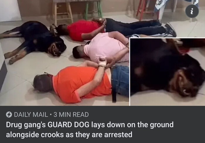 "Pies stróżujący gangu narkotykowego położył się obok aresztowanych przestępców."
