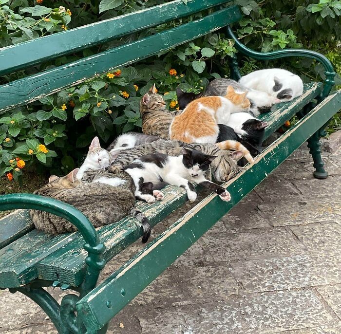 "Koty śpiące na ławce. Musiałem zatrzymać się i zrobić im zdjęcie."