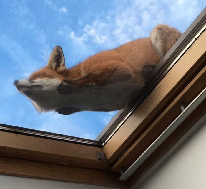 "Lis śpiący na oknie dachowym"