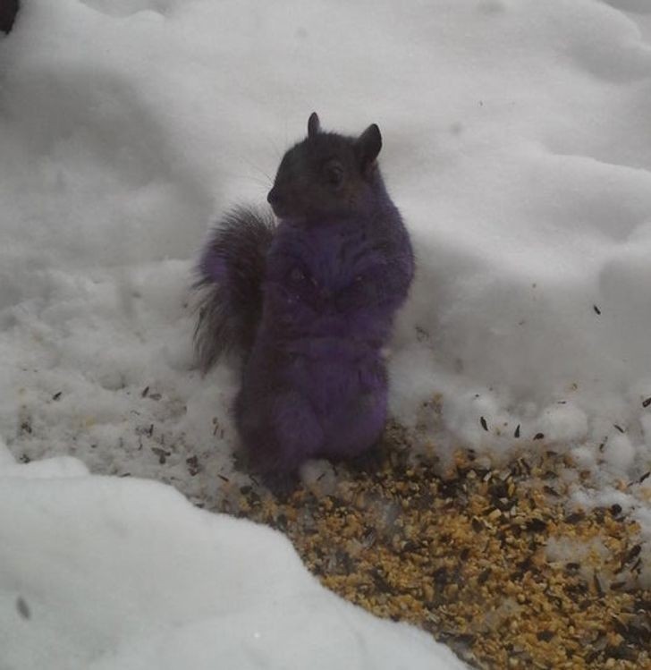 "Barwiona sól sprawiła, że wiewiórki w okolicy zrobiły się fioletowe."