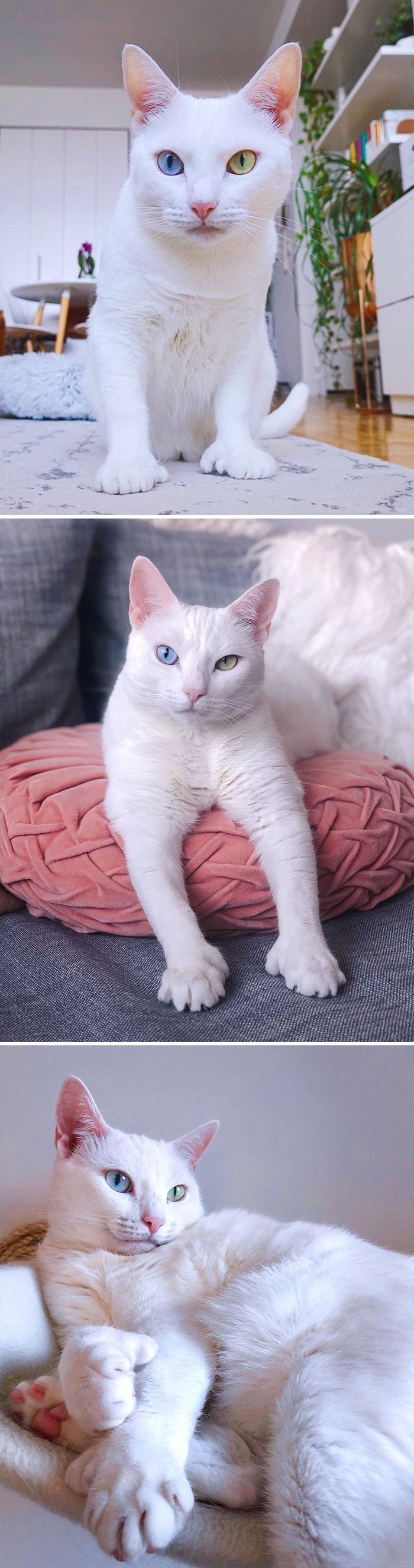 Sansa to kotka cierpiąca na przeczulicę. Wyróżnia się różnokolorowymi oczami i większą liczbą palców.