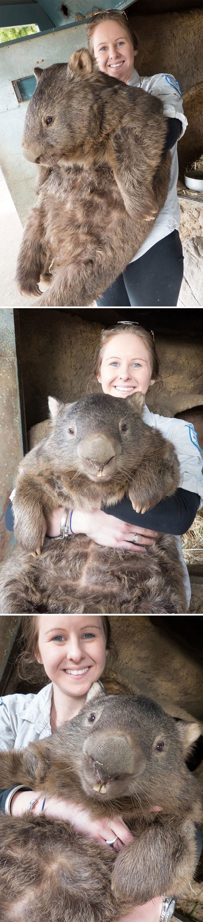 Rozmiar tego wombata