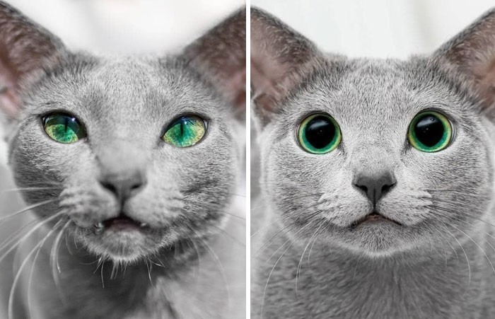 Oczy tego samego kota: dzień vs noc