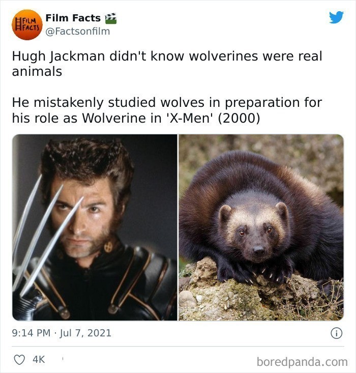 Hugh Jackman nie wiedział, że rosomaki to prawdziwe zwierzęta. Podczas przygotowań do roli Wolverine'a w pierwszej części "X-Men", aktor przez pomyłkę studiował zachowania wilków.