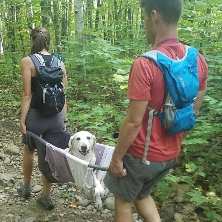 "Nasz pies zranił łapkę podczas górskiej wędrówki. Szybko zorganizowaliśmy mu transport."