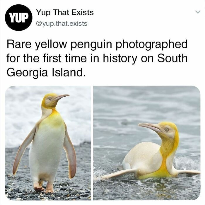 Rzadki żółty pingwin sfotografowany po raz pierwszy w historii na Georgii Południowej