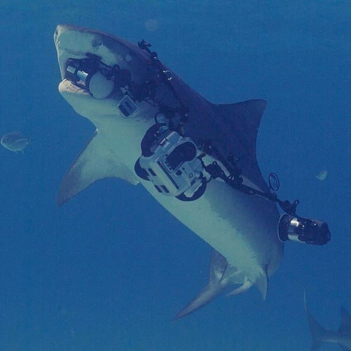 Gdy rekin, którego fotografujesz, odpływa z twoim sprzętem:
