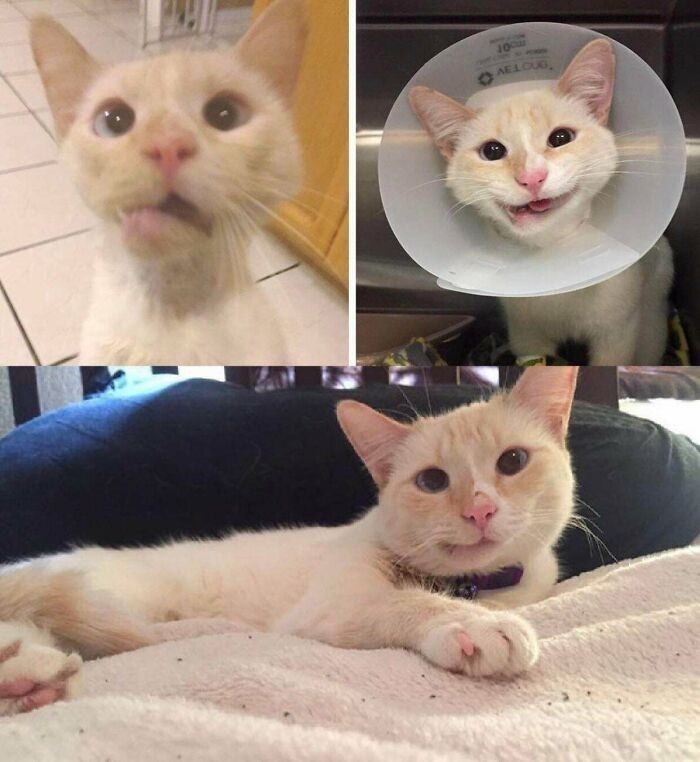 Ta bezdomna kotka została potrącona przez samochód i doznał złamania szczęki. Lekarzom udało się ją poskładać, ale zwierzę straciło większość zębów i ma teraz niepoważny wyraz pyszczka. Adoptował ją jeden z chirurgów.
