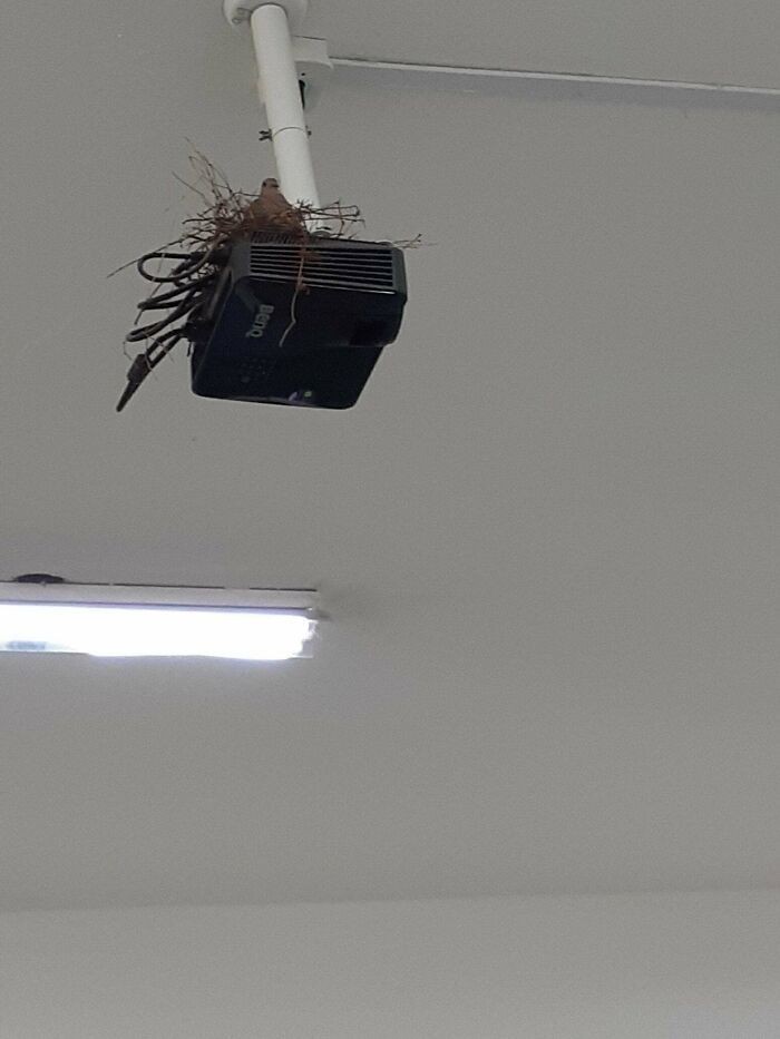 "Gołąb uwił sobie gniazdko na naszym klasowym projektorze."