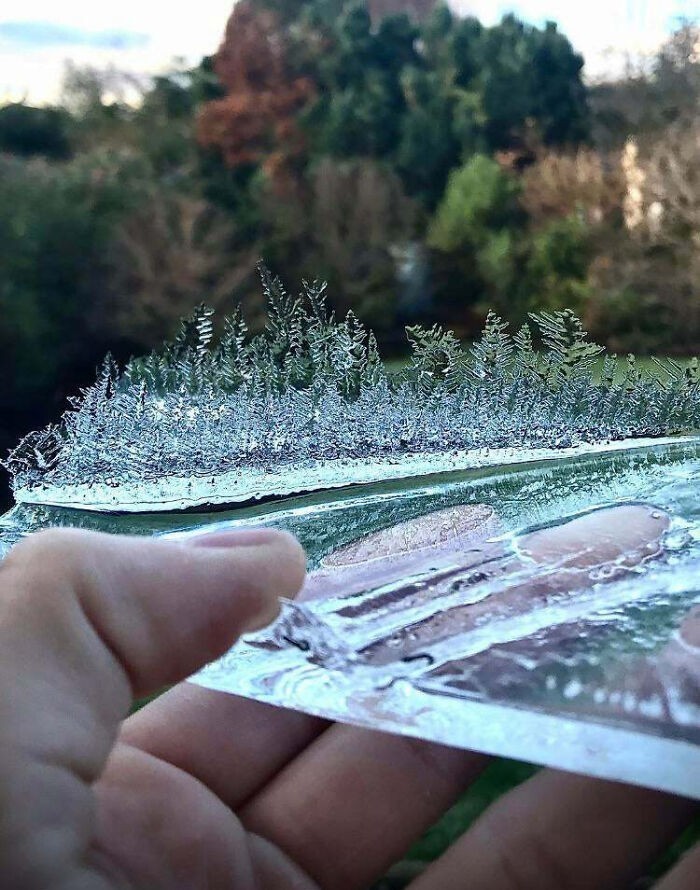 Lód, który uformował się w miniaturowy las