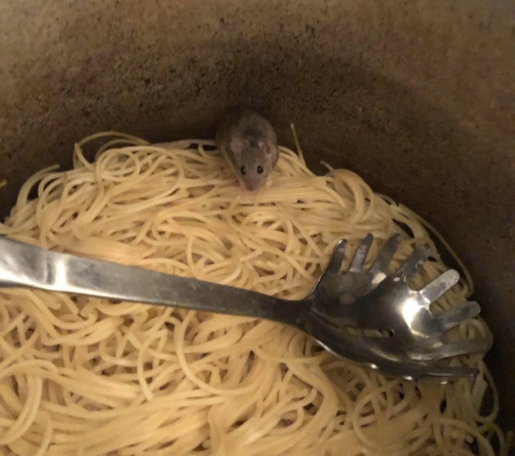 "Wróciłem do domu po długiej zmianie, poszedłem nałożyć sobie jedzenie i znalazłem w nim mysz."