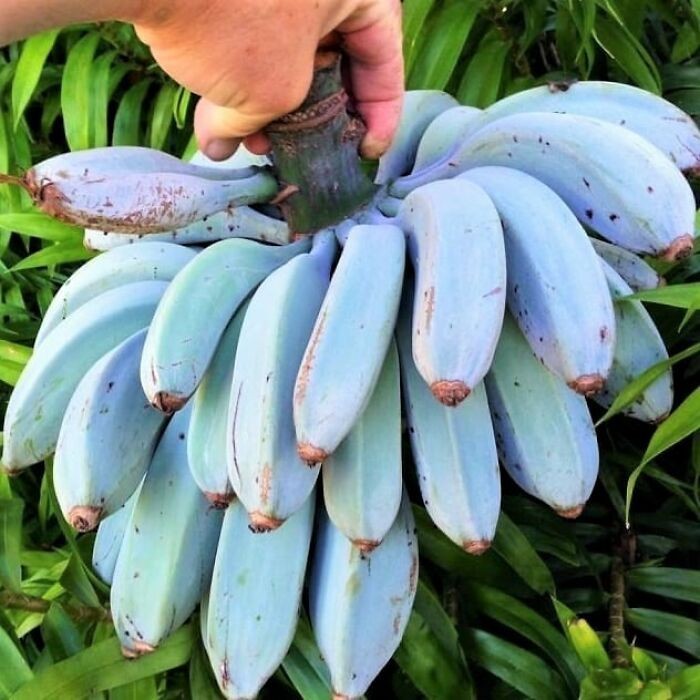 "Niebieskie banany"