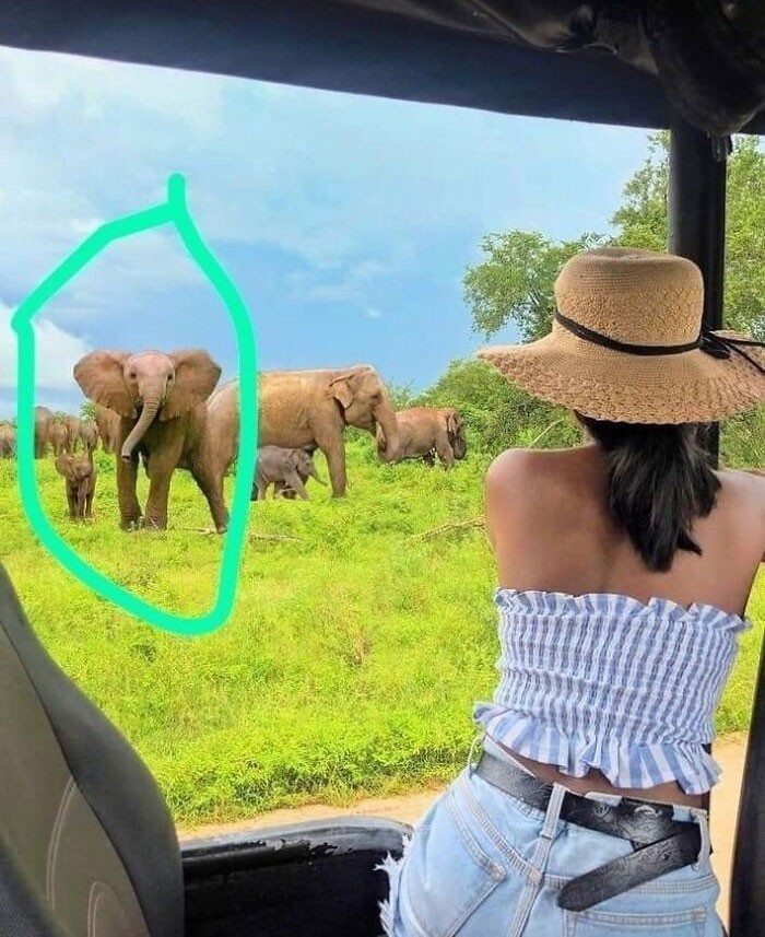 Influencerka ze Sri Lanki dokleiła słonie afrykańskie do swojego zdjęcia. W tym państwie występują jedynie słonie indyjskie.