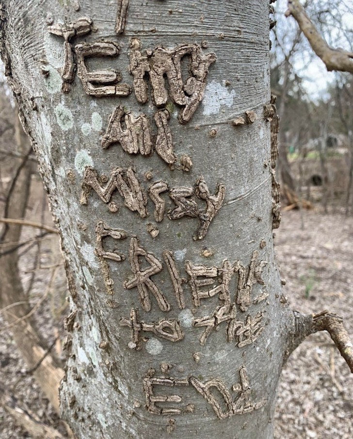 "Wiadomość napisana na drzewie"