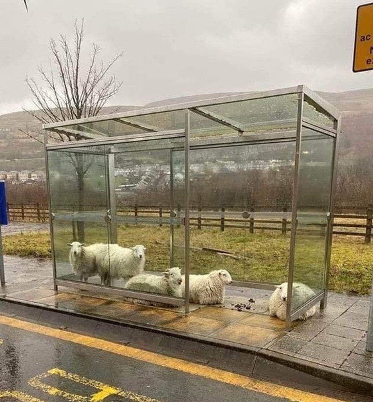 "Deszczowy dzień w Irlandii"