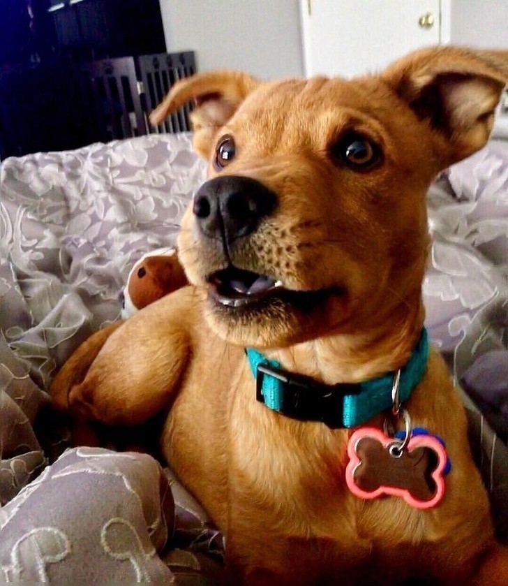 Mieszanka retrievera, pitbulla, i chow chow - czyli Scooby-Doo