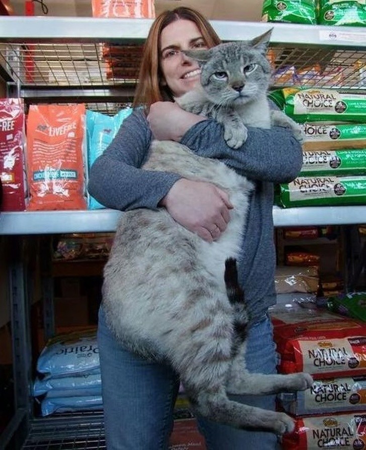 13-kilogramowy kot adoptowany przez właścicielkę sklepu