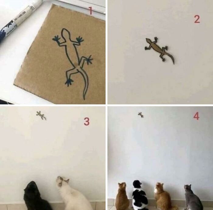 "Niekonwencjonalny sposób na złapanie kotów"