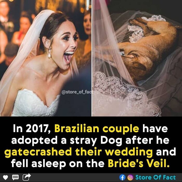 "W 2017 roku brazylijska para adoptowała bezpańskiego psa, który wkręcił się na ich ślub i zasnął na welonie panny młodej."