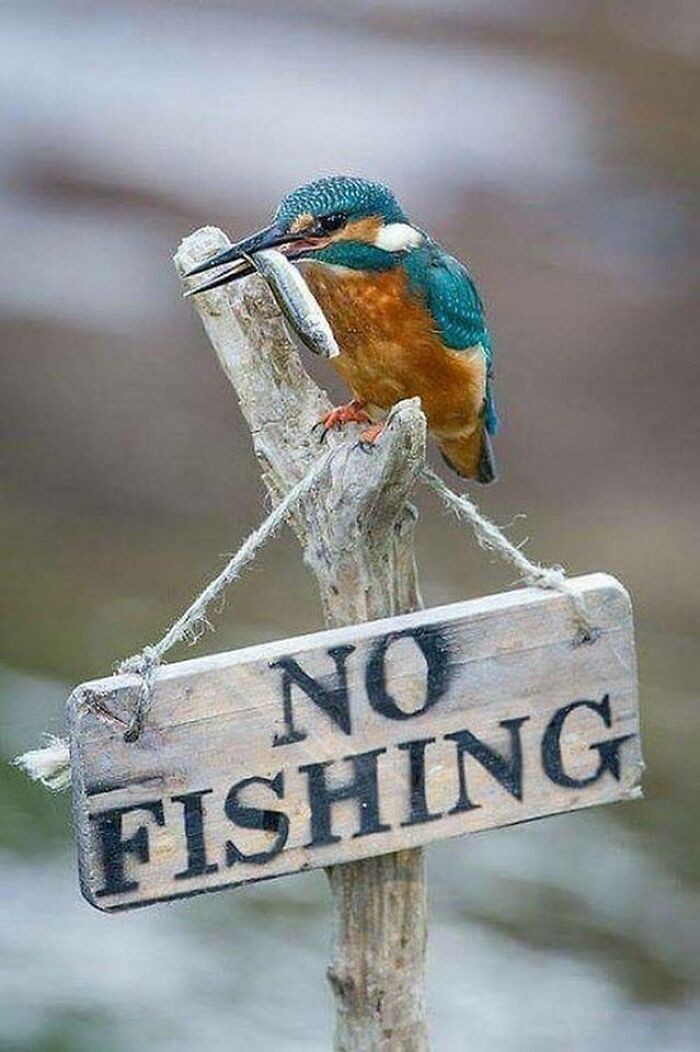 "Zakaz łowienia? To urocze."
