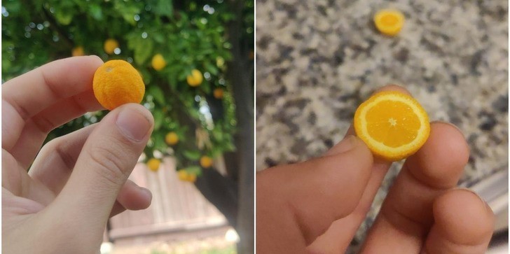 "Znalazłem maleńką dojrzałą pomarańczę."