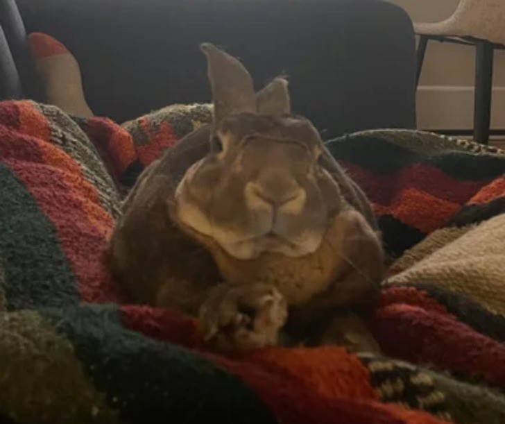 "Mój królik podczas relaksu"