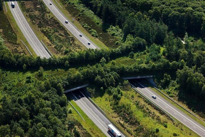 Ekodukt nad autostradą A1, Veluwe, Holandia