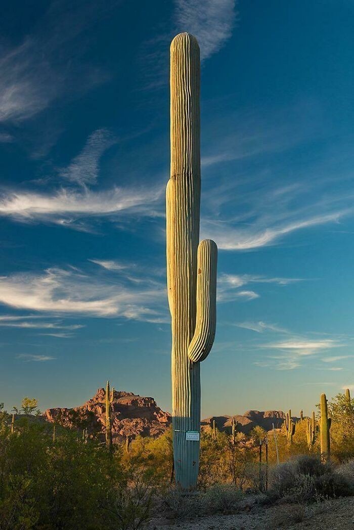 Wieża telefoniczna zamaskowana jako kaktus