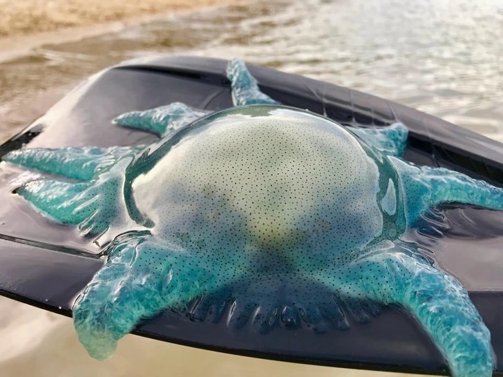 "Piękna niebieska meduza"