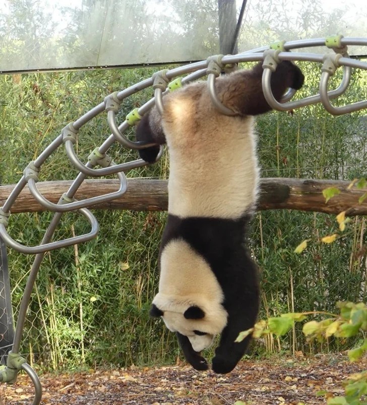 "Panda trenująca na Igrzyska Olimpijskie"