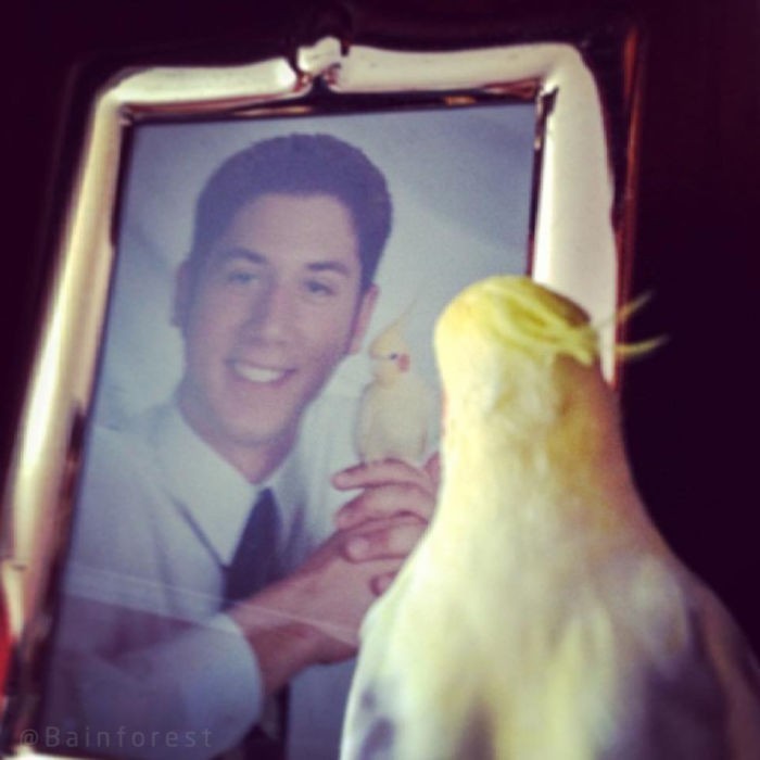 „Zrobiłem zdjęcie na zakończenie szkoły z moim ptakiem, Jeffem. 10 lat później przyłapałem go na wspominaniu starych czasów.”
