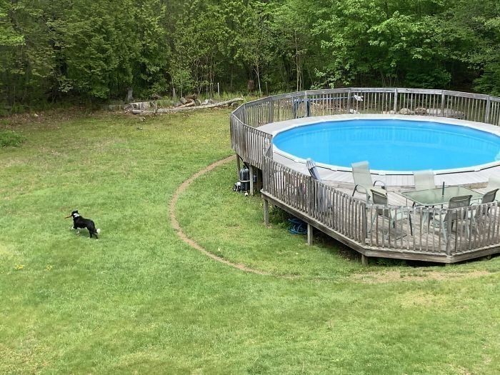 "Mój pies tak często biega wokół basenu, że wydeptał ścieżkę."