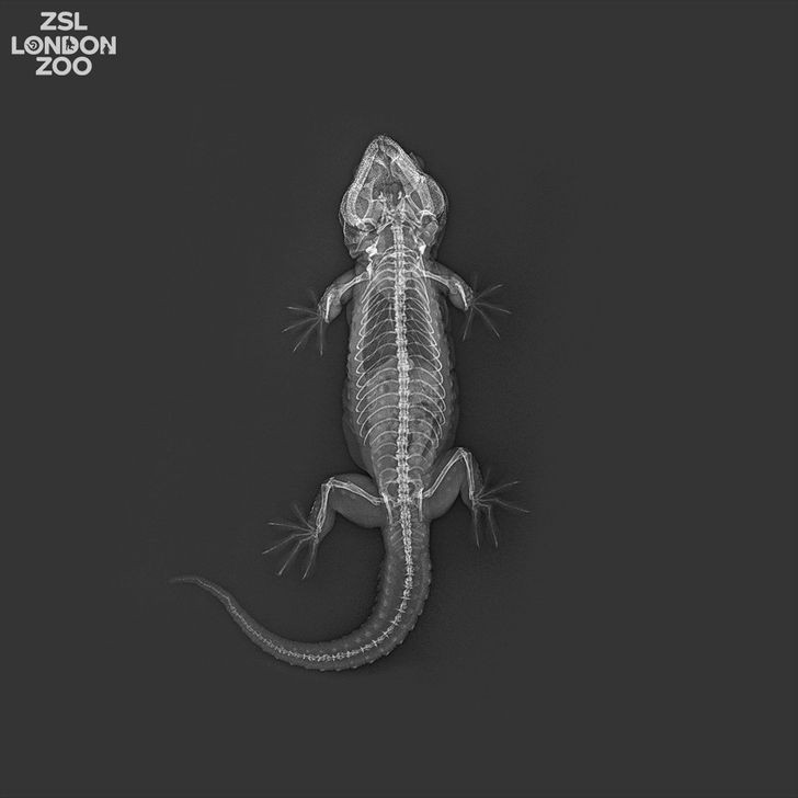 Zdjęcie rentgenowskie jaszczurki toke